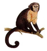 Desenho de Macaco-prego para colorir