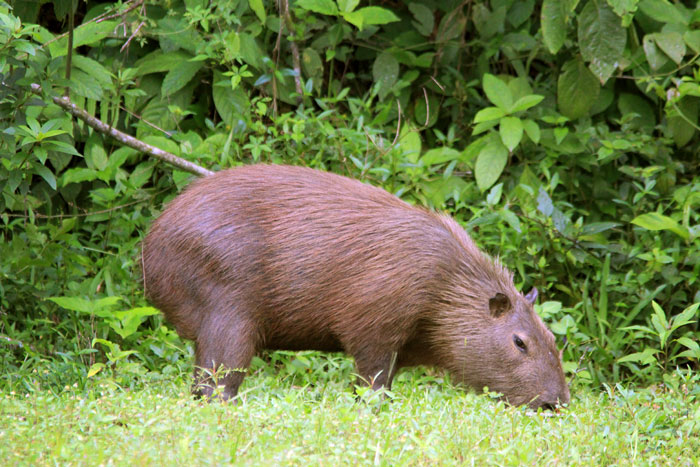 ca-pi-va-ra capivara capivara capivara capivara 🎶 #capivara