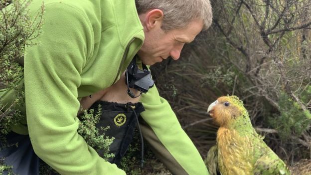 Projeto Aves: Sob risco de extinção, espécie de papagaio tem recorde na reprodução