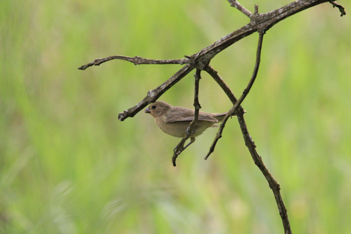 Ecoparque Municipal das Sucupiras - Coleirinho Sporophila